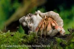 5 Kleine Landeinsiedlerkrebse, Coenobita Spec. -Heimtierbedarf Geschäft 12441 Landeinsiedlerkrebs Coenobita pseudorugosus