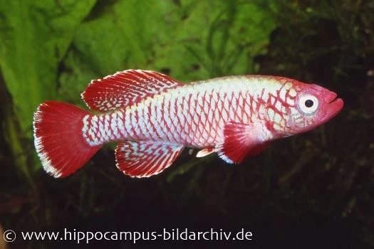Killifisch Torfansatz Nothobranchius Eggersi Red, 30 Eier 1 Killifisch Torfansatz Nothobranchius Eggersi Red, 30 Eier