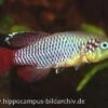 Killifisch Torfansatz Nothobranchius Guentheri Red, 30 Eier