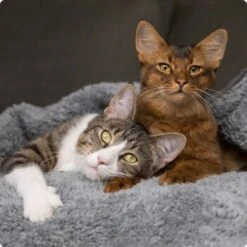 SELECT GOLD Kitten 12x85 G 6 SELECT GOLD Kitten 12x85 G -Heimtierbedarf Geschäft 536de371626fbac7381fe51ce63607aedfae0cd8 1099803 de DE 4 Select Gold Cat 2