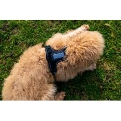 Fressnapf Tracker Pathfinder Geschirr Set S -Heimtierbedarf Geschäft 575cfeb7270f47cb1f5bacf120b75717476048ba 1409260 4