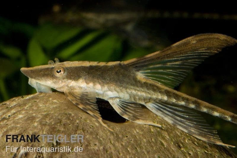 Panama Störwels, Sturisoma Panamense 1 Panama Störwels, Sturisoma Panamense