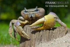 Indonesische Riesenlandkrabbe, Cardisoma Carnifex -Heimtierbedarf Geschäft 82992 Cardisoma carnifex 3