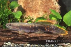 Roter Wolfsalmler Sp. Peru, Erythrinus Sp. Peru Red 5 Roter Wolfsalmler Sp. Peru, Erythrinus Sp. Peru Red -Heimtierbedarf Geschäft 83279 roter wolfssalmler Erythrinus sp PERU