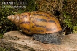 Tiger-Achatschnecke, Achatina Achatina -Heimtierbedarf Geschäft Achatina achatina 1 WWTFT0300
