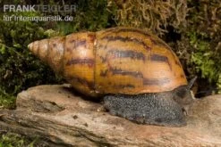 Tiger-Achatschnecke, Achatina Achatina -Heimtierbedarf Geschäft Achatina achatina WWTFT0302