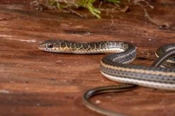 Ägyptische Sandrennnatter, Psammophis Sibilans -Heimtierbedarf Geschäft Aegyptische Sandrennnatter Psammophis sibilans 03