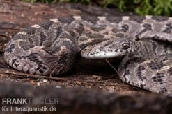 Afrikanische Eierschlange, Dasypeltis Scabra -Heimtierbedarf Geschäft Afrikanische Eierschlange Dasypeltis scabra neu 3