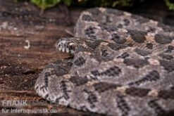 Afrikanische Eierschlange, Dasypeltis Scabra -Heimtierbedarf Geschäft Afrikanische Eierschlange Dasypeltis scabra neu 4