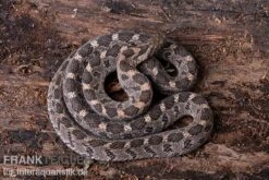 Afrikanische Eierschlange, Dasypeltis Scabra -Heimtierbedarf Geschäft Afrikanische Eierschlange Dasypeltis scabra neu 5