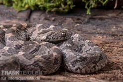 Afrikanische Eierschlange, Dasypeltis Scabra -Heimtierbedarf Geschäft Afrikanische Eierschlange Dasypeltis scabra neu 6