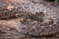Afrikanische Eierschlange, Dasypeltis Scabra -Heimtierbedarf Geschäft Afrikanische Eierschlange Dasypeltis scabra neu 9