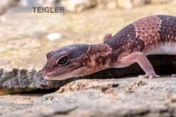Afrikanischer Fettschwanzgecko, Hemitheconyx Caudicinctus -Heimtierbedarf Geschäft Afrikanischer Fettschwanzgecko Hemitheconyx caudicinctus 1
