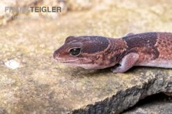Afrikanischer Fettschwanzgecko, Hemitheconyx Caudicinctus -Heimtierbedarf Geschäft Afrikanischer Fettschwanzgecko Hemitheconyx caudicinctus 2