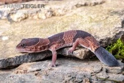 Afrikanischer Fettschwanzgecko, Hemitheconyx Caudicinctus -Heimtierbedarf Geschäft Afrikanischer Fettschwanzgecko Hemitheconyx caudicinctus 3