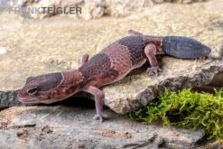Afrikanischer Fettschwanzgecko, Hemitheconyx Caudicinctus -Heimtierbedarf Geschäft Afrikanischer Fettschwanzgecko Hemitheconyx caudicinctus 4