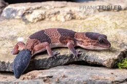 Afrikanischer Fettschwanzgecko, Hemitheconyx Caudicinctus -Heimtierbedarf Geschäft Afrikanischer Fettschwanzgecko Hemitheconyx caudicinctus 5