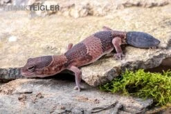 Afrikanischer Fettschwanzgecko, Hemitheconyx Caudicinctus -Heimtierbedarf Geschäft Afrikanischer Fettschwanzgecko Hemitheconyx caudicinctus neu 1