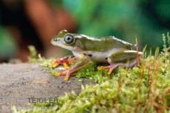 Afrikanischer Riedfrosch, Hyperolius Concolor