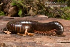 Afrikanischer Riesentausendfüßer, Archispirostreptus Gigas -Heimtierbedarf Geschäft Afrikanischer Riesentausendfuesser Archispirostreptus gigas 03