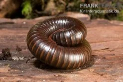 Afrikanischer Riesentausendfüßer, Archispirostreptus Gigas -Heimtierbedarf Geschäft Afrikanischer Riesentausendfuesser Archispirostreptus gigas 05