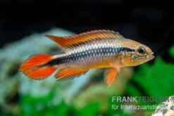 Agassizii-Zwergbuntbarsch Gold-rot, Apistogramma Agassizii Gold-rot, Paarweise