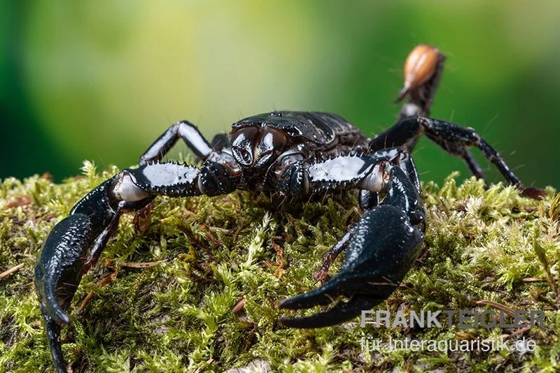 Asia-Skorpion, Heterometrus Longimanus 3 Asia-Skorpion, Heterometrus Longimanus – Bild 3