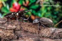 Atlaskäfer, Chalcosoma Atlas -Heimtierbedarf Geschäft Atlaskaefer Chalcosoma atlas 3