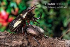 Atlaskäfer, Chalcosoma Atlas -Heimtierbedarf Geschäft Atlaskaefer Chalcosoma atlas 5