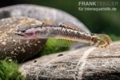Aureofuscus-Grundel, Stiphodon Aureofuscus, 1 Paar -Heimtierbedarf Geschäft Aureofuscus Grundel Stiphodon aureofuscus 3