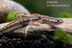 Aureofuscus-Grundel, Stiphodon Aureofuscus, 1 Paar -Heimtierbedarf Geschäft Aureofuscus Grundel Stiphodon aureofuscus 4