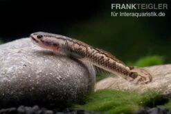Aureofuscus-Grundel, Stiphodon Aureofuscus, 1 Paar -Heimtierbedarf Geschäft Aureofuscus Grundel Stiphodon aureofuscus 5