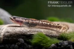 Aureofuscus-Grundel, Stiphodon Aureofuscus, 1 Paar -Heimtierbedarf Geschäft Aureofuscus Grundel Stiphodon aureofuscus 6