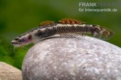 Aureofuscus-Grundel, Stiphodon Aureofuscus, 1 Paar -Heimtierbedarf Geschäft Aureofuscus Grundel Stiphodon aureofuscus 7