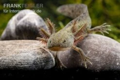 Axolotl Naturfarben, Ambystoma Mexicanum -Heimtierbedarf Geschäft Axolotl Wildling 2