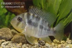 Ballonkopf Erdfresser, Gymnogeophagus Balzani -Heimtierbedarf Geschäft Ballonkopf Erdfresser Gymnogeophagus balzani 1