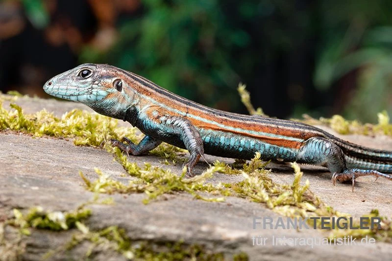 Blackbelly Racerunner, Aspidoscelis Deppii 2 Blackbelly Racerunner, Aspidoscelis Deppii – Bild 2