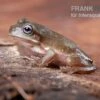 Blauer Korallenfinger-Laubfrosch, Litoria Caerulea