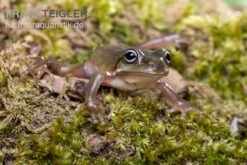 Blauer Korallenfinger-Laubfrosch, Litoria Caerulea -Heimtierbedarf Geschäft Blauer Korallenfinger Laubfrosch Litoria caerulea 03