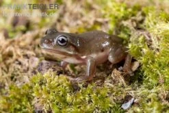 Blauer Korallenfinger-Laubfrosch, Litoria Caerulea -Heimtierbedarf Geschäft Blauer Korallenfinger Laubfrosch Litoria caerulea 04