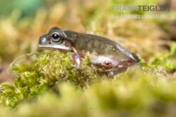 Blauer Korallenfinger-Laubfrosch, Litoria Caerulea -Heimtierbedarf Geschäft Blauer Korallenfinger Laubfrosch Litoria caerulea 05