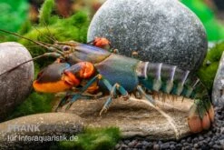 Blauer Rotscheren-Tigerkrebs, Cherax Alyciae "Blue Kong Red Claw" -Heimtierbedarf Geschäft Blauer Rotscheren Tigerkrebs Cherax alyciae Blue Kong Red Claw 3