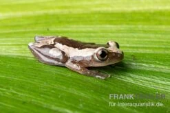Brauner Bananenfrosch, Afrixalus Dorsalis -Heimtierbedarf Geschäft Brauner Bananenfrosch Afrixalus dorsalis 2