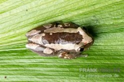 Brauner Bananenfrosch, Afrixalus Dorsalis -Heimtierbedarf Geschäft Brauner Bananenfrosch Afrixalus dorsalis 3