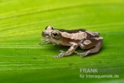 Brauner Bananenfrosch, Afrixalus Dorsalis -Heimtierbedarf Geschäft Brauner Bananenfrosch Afrixalus dorsalis 4