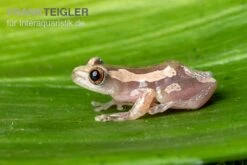 Brauner Bananenfrosch, Afrixalus Dorsalis -Heimtierbedarf Geschäft Brauner Bananenfrosch Afrixalus dorsalis 5