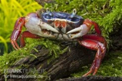 Harlekinkrabbe, Cardisoma Armatum 5 Harlekinkrabbe, Cardisoma Armatum -Heimtierbedarf Geschäft Cardisoma armatum 4