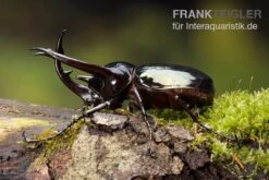 Caucasus-Käfer, Chalcosoma Caucasus