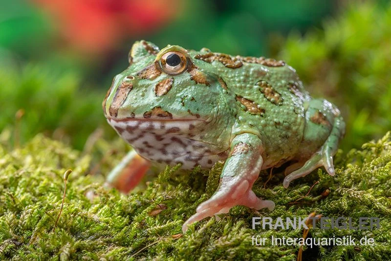 Peppermint-Pacman-Frog, Ceratophrys Cranwelli Peppermint 1 Peppermint-Pacman-Frog, Ceratophrys Cranwelli Peppermint