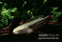 Goldlinienschlangenkopffisch, Channa Micropeltes -Heimtierbedarf Geschäft Channa micropeltes Goldlinienschlangenkopf 3